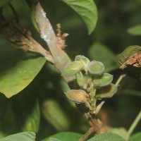 Flemingia macrophylla (Willd.) Kuntze ex Merr.